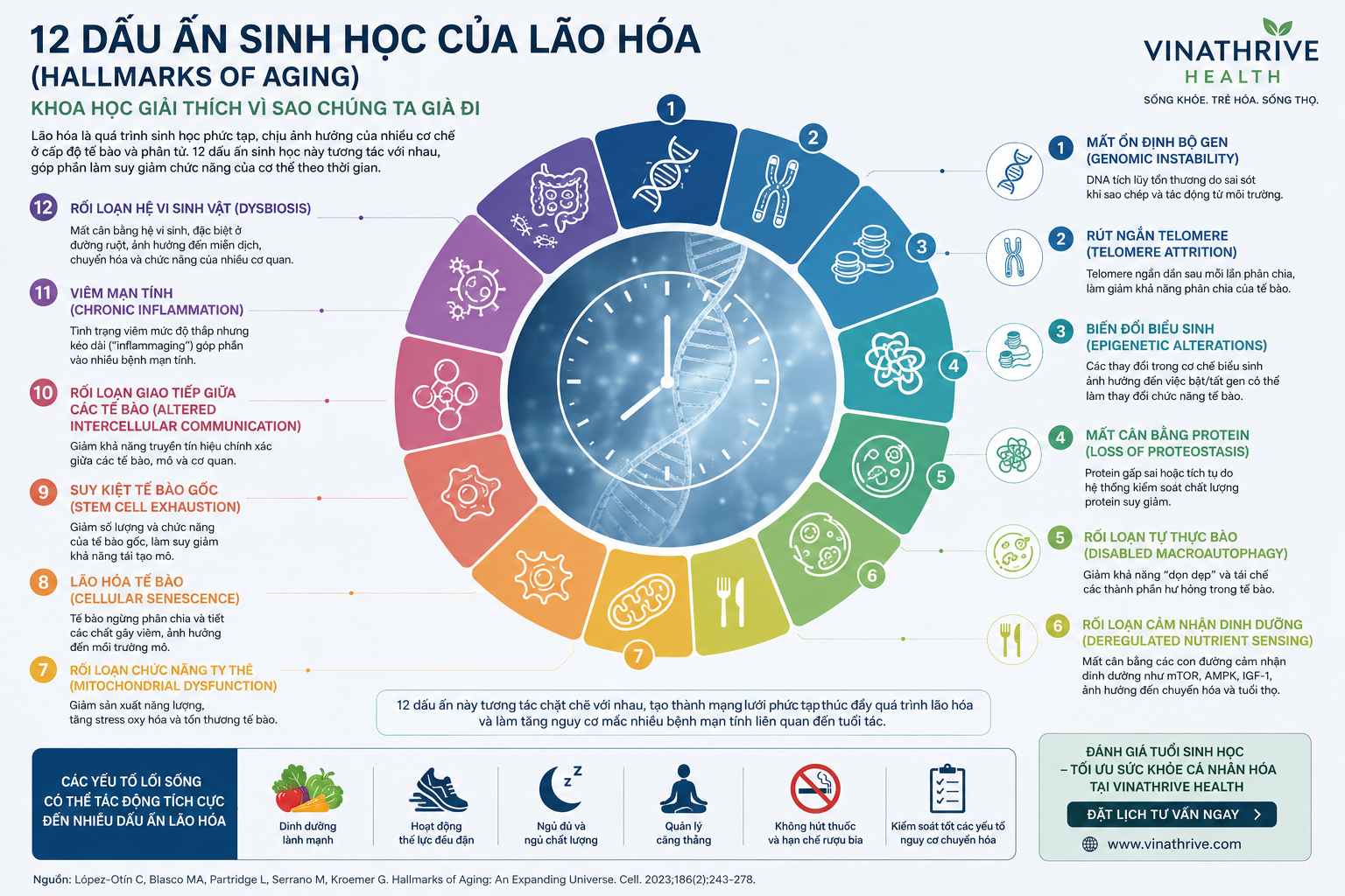 12 Dấu Ấn Sinh Học Của Lão Hóa (Hallmarks of Aging): Khoa Học Giải Thích Vì Sao Chúng Ta Già Đi